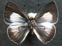 Philiris nitens lucina - Adult